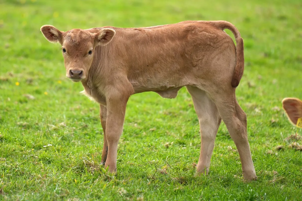 ✨ Pedigree Limousin Cow & Calf ✨ - Image 2