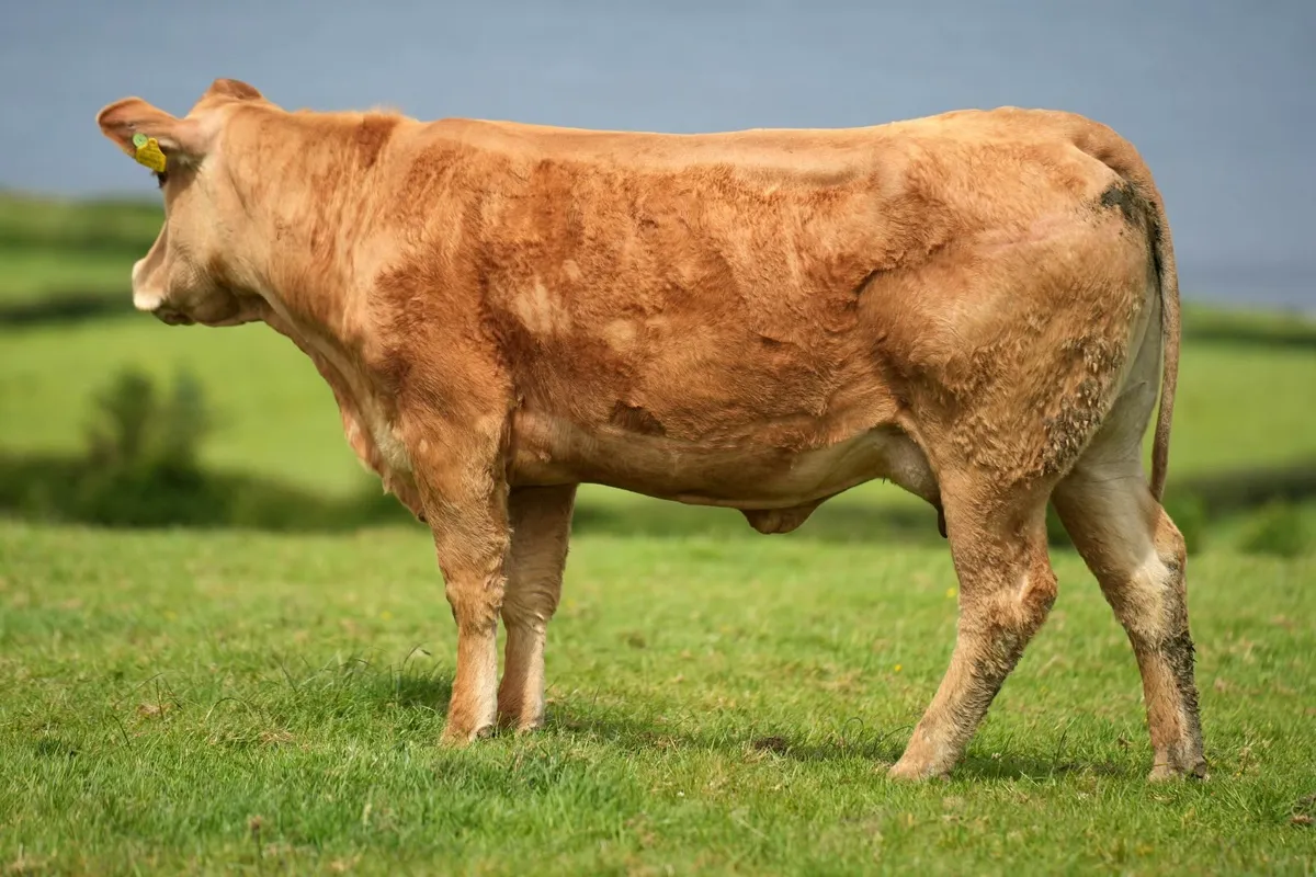 ✨ Pedigree Limousin Cow & Calf ✨ - Image 3