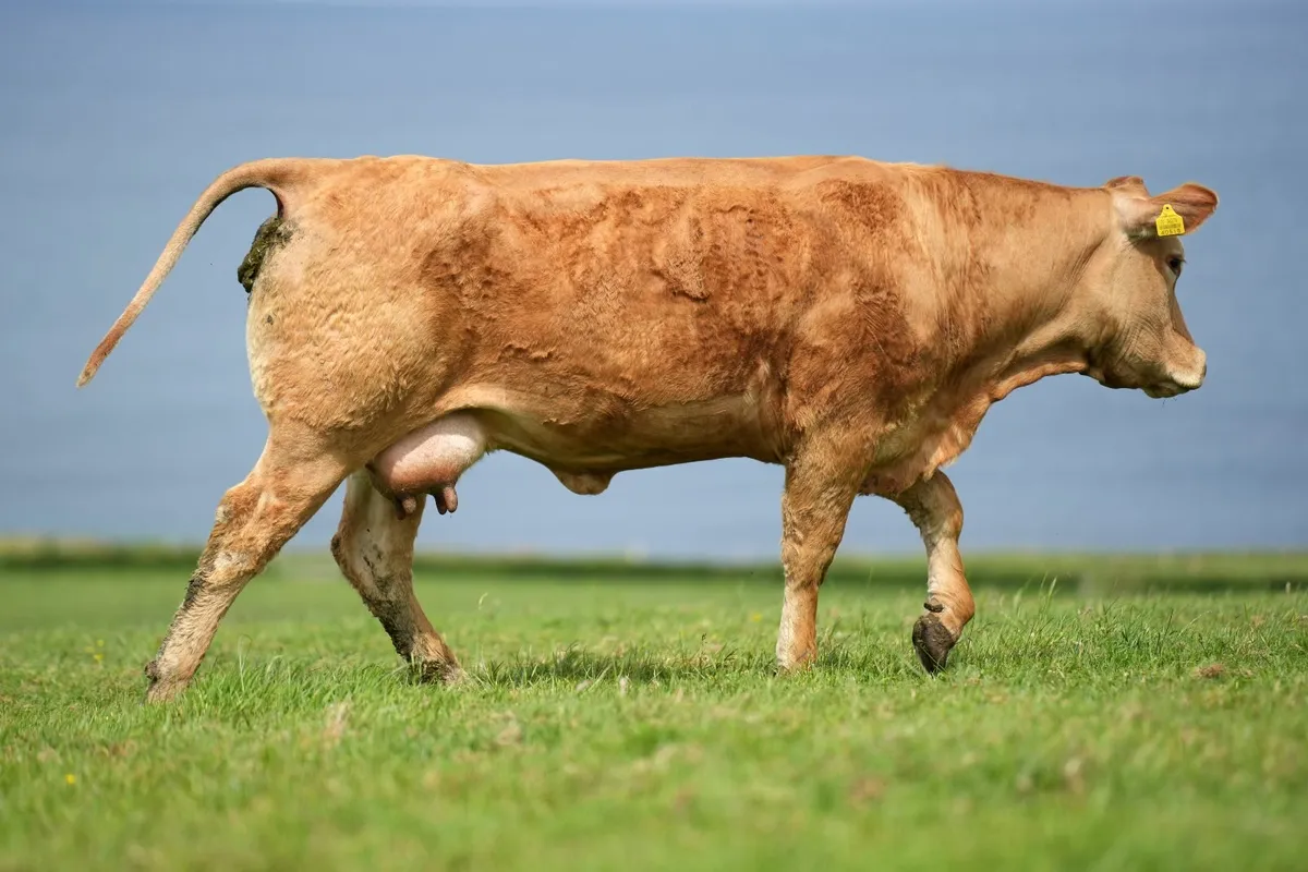 ✨ Pedigree Limousin Cow & Calf ✨ - Image 4