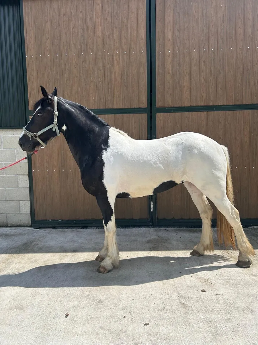 15hh 4 year old coloured mare - Image 1