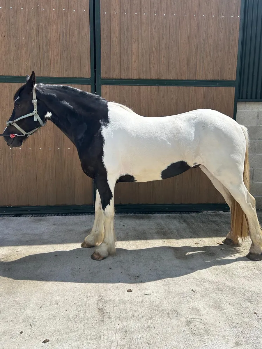 15hh 4 year old coloured mare - Image 2