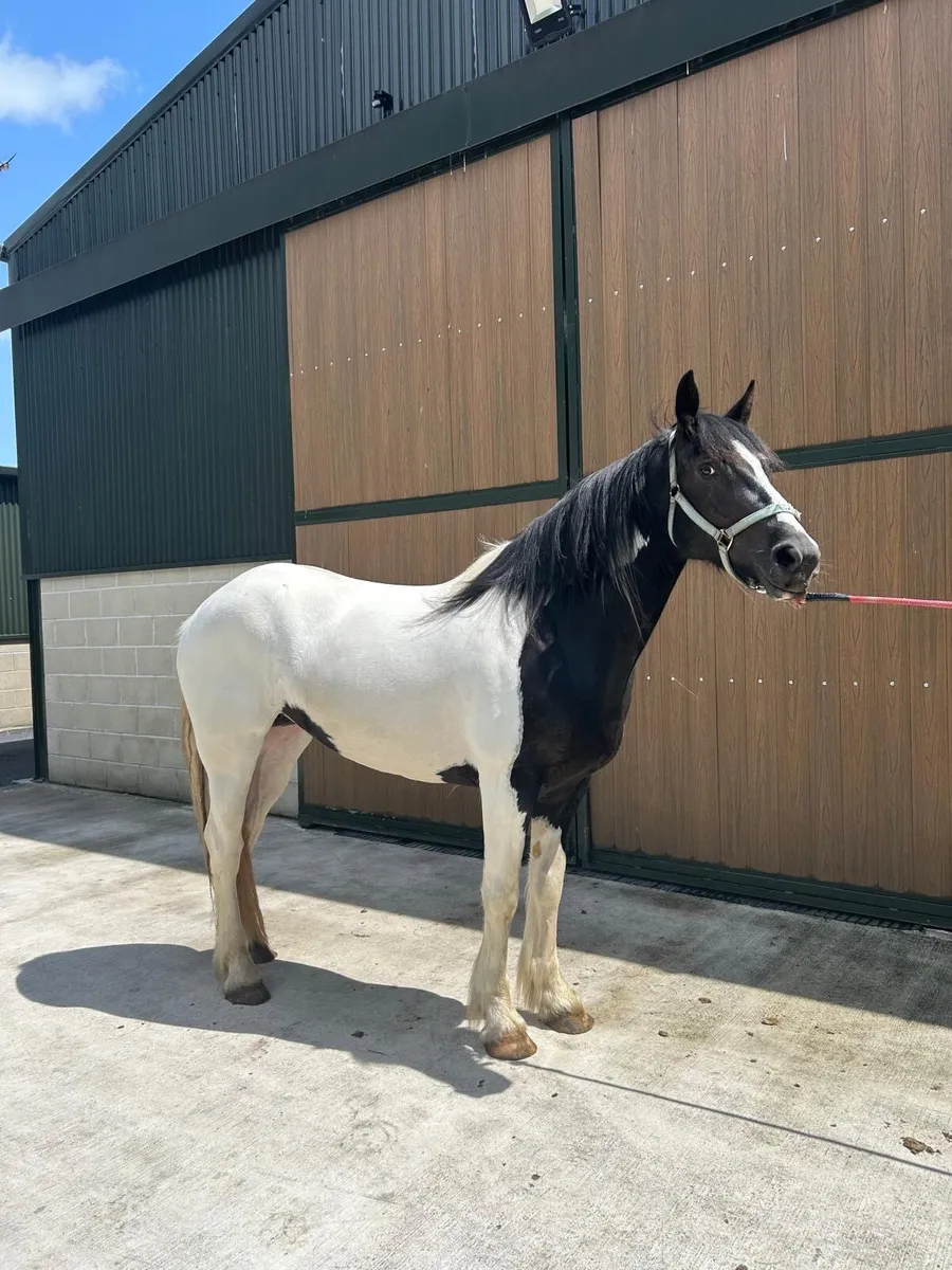 15hh 4 year old coloured mare - Image 3