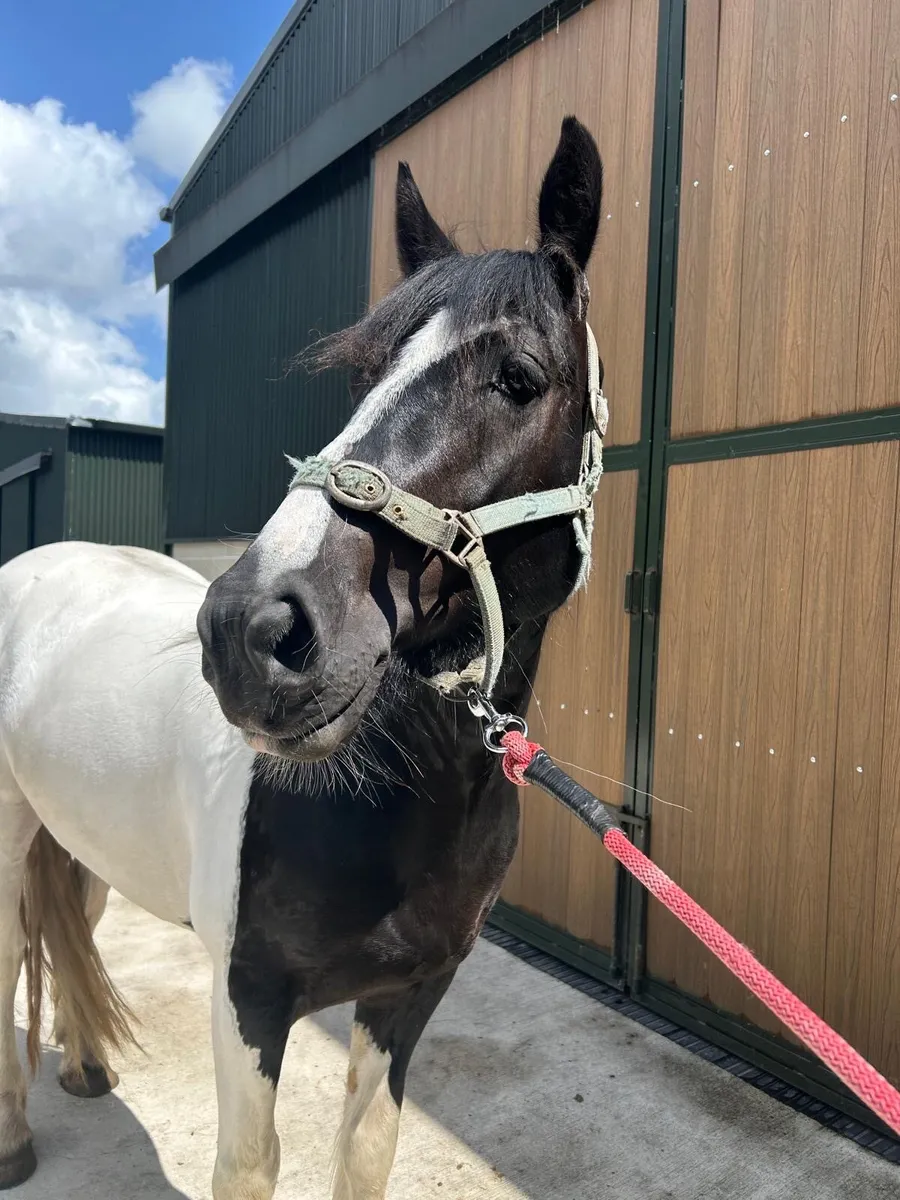 15hh 4 year old coloured mare - Image 4