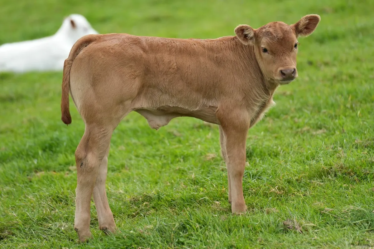 ✨ Pedigree Limousin Cow & Calf ✨ - Image 1