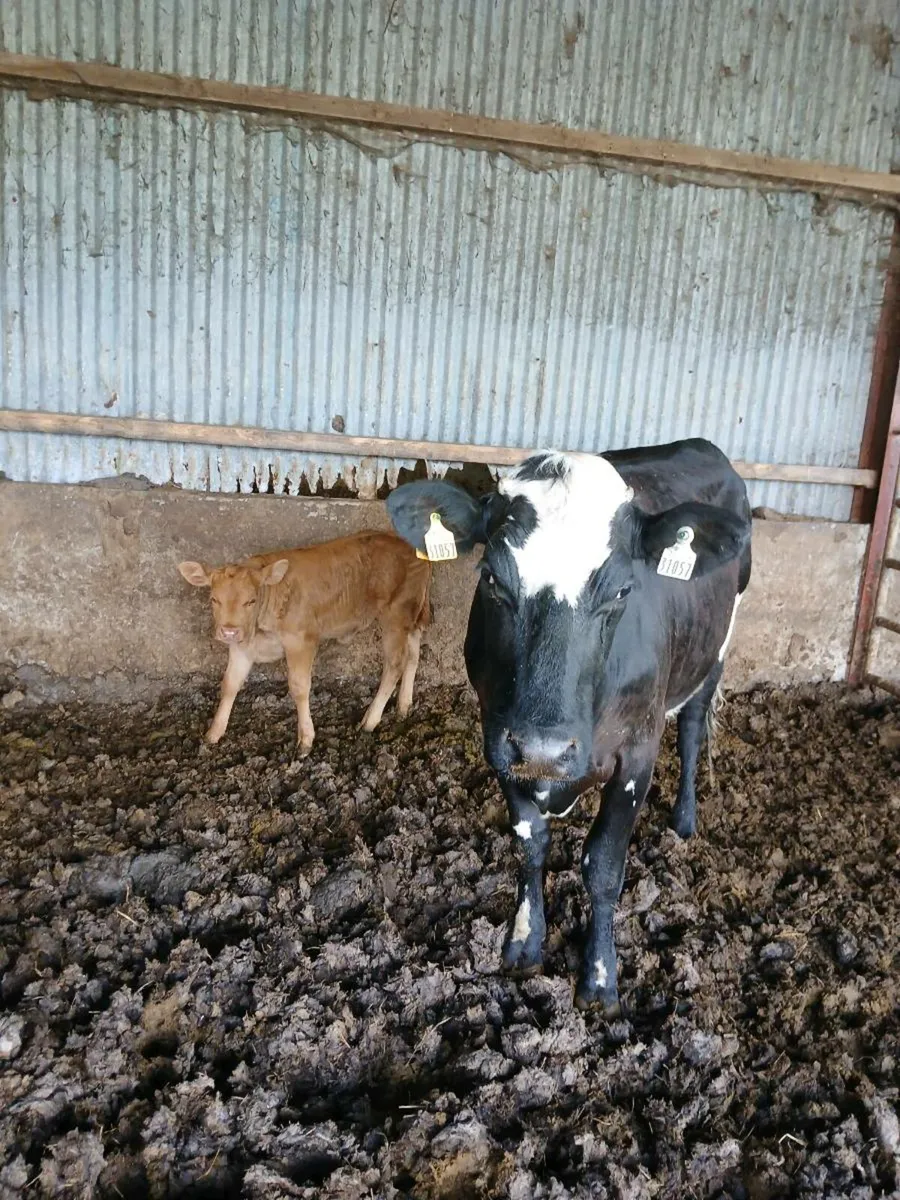 2 first calvers for sale - Image 1