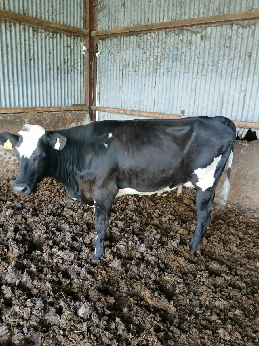 2 first calvers for sale - Image 2