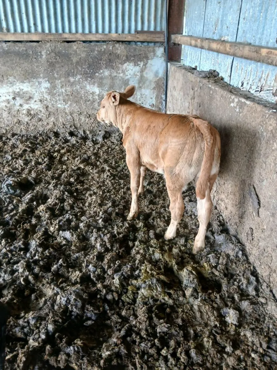 2 first calvers for sale - Image 3