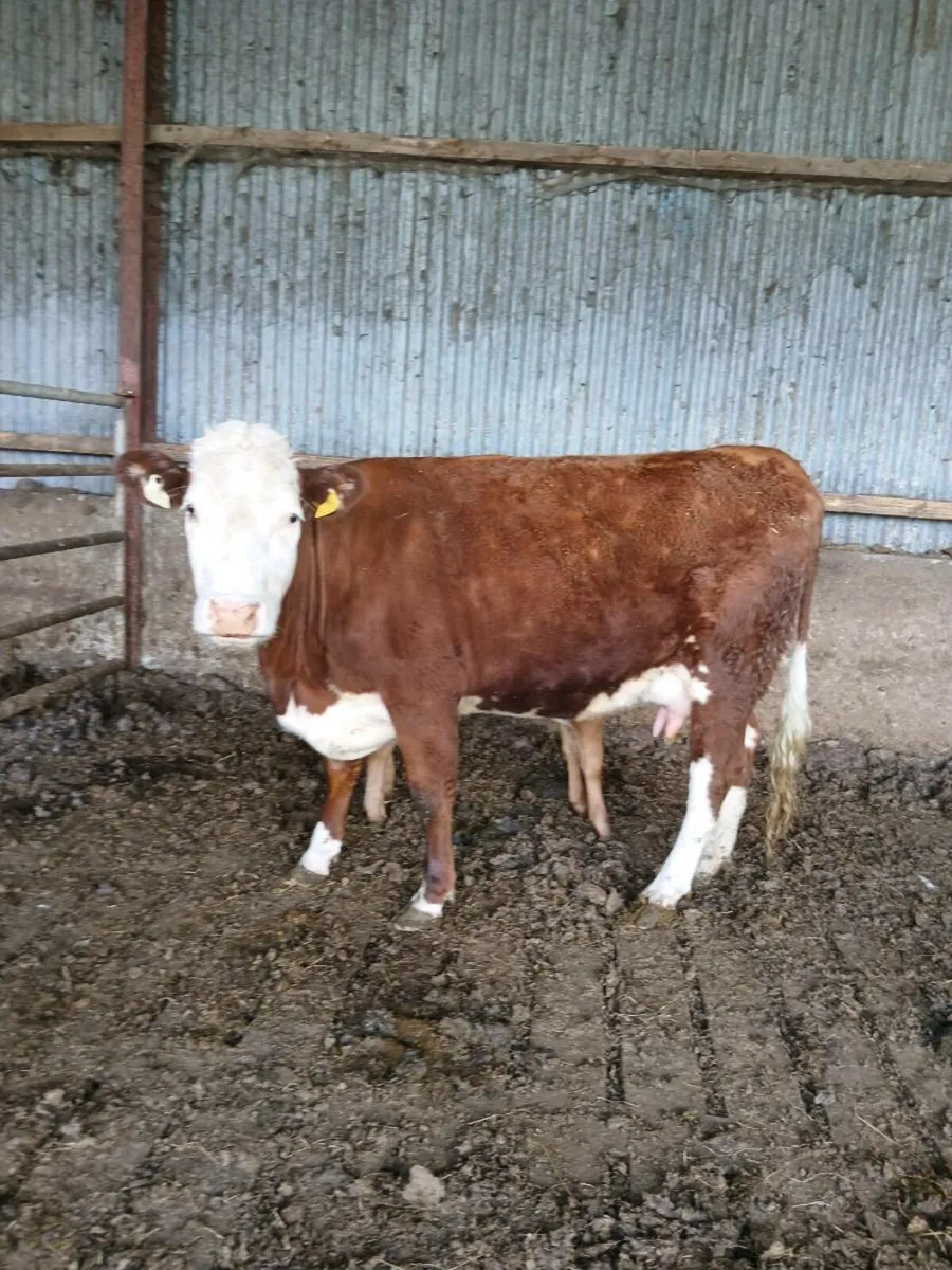 2 first calvers for sale - Image 4
