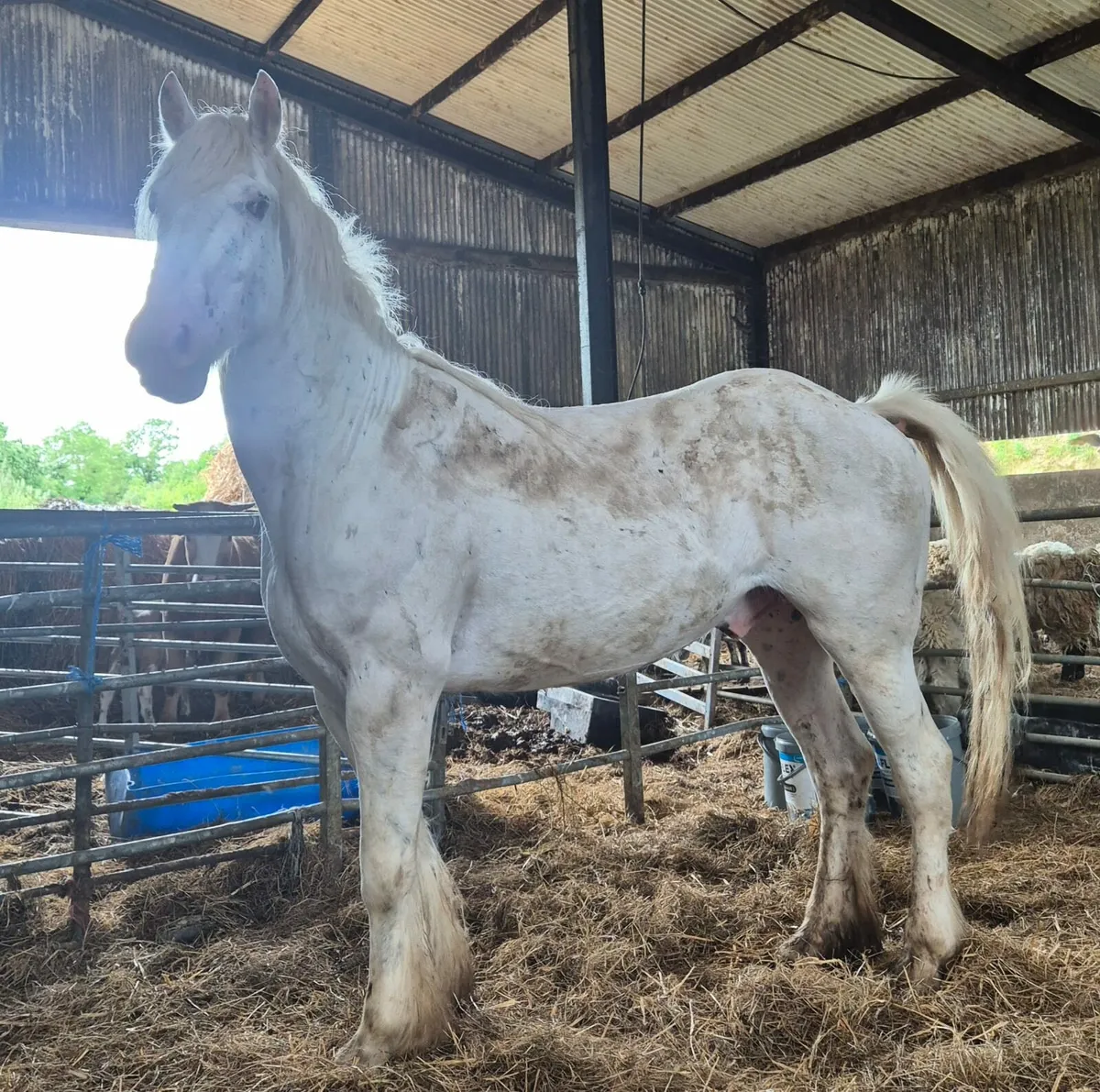 Appolussa gelding 4yo - Image 2
