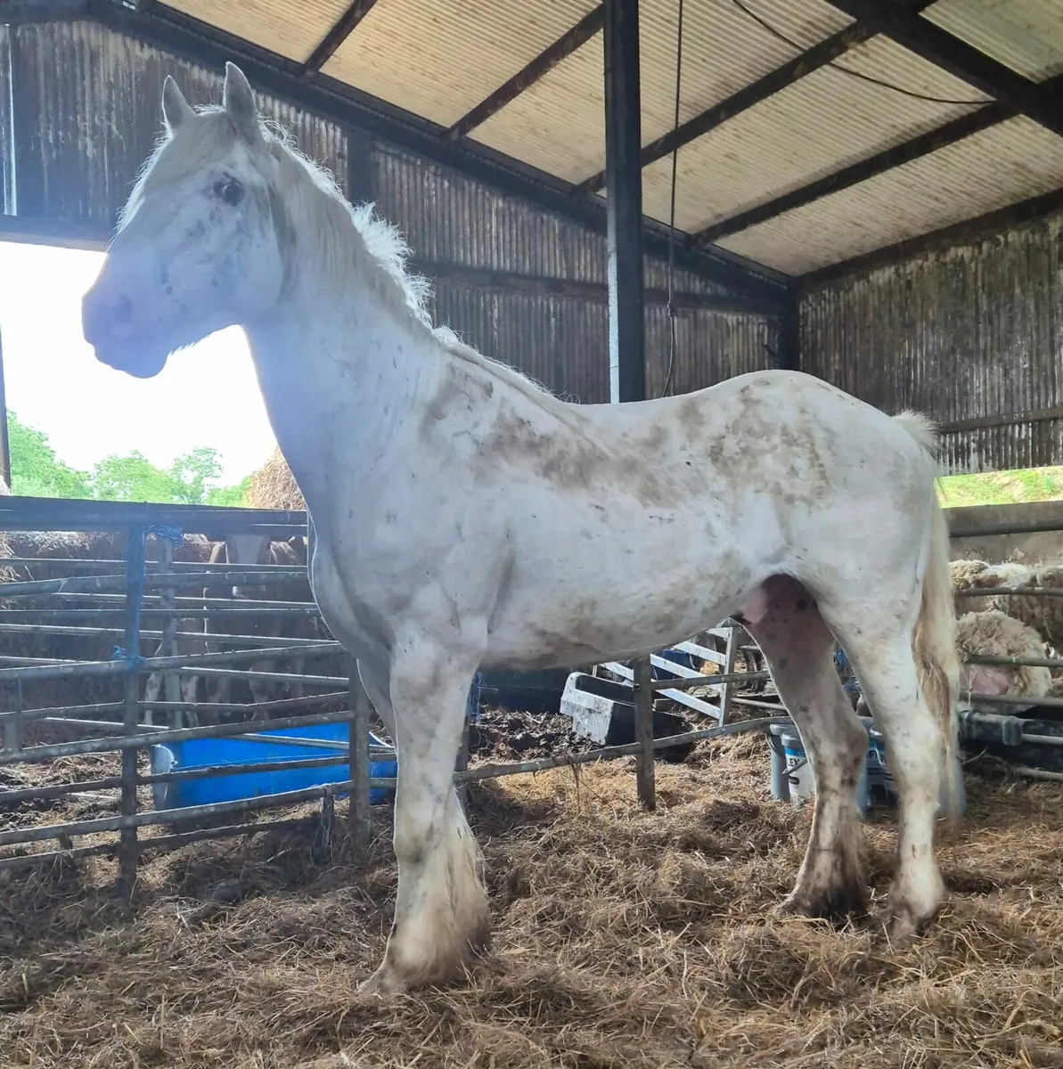 Appolussa gelding 4yo - Image 3