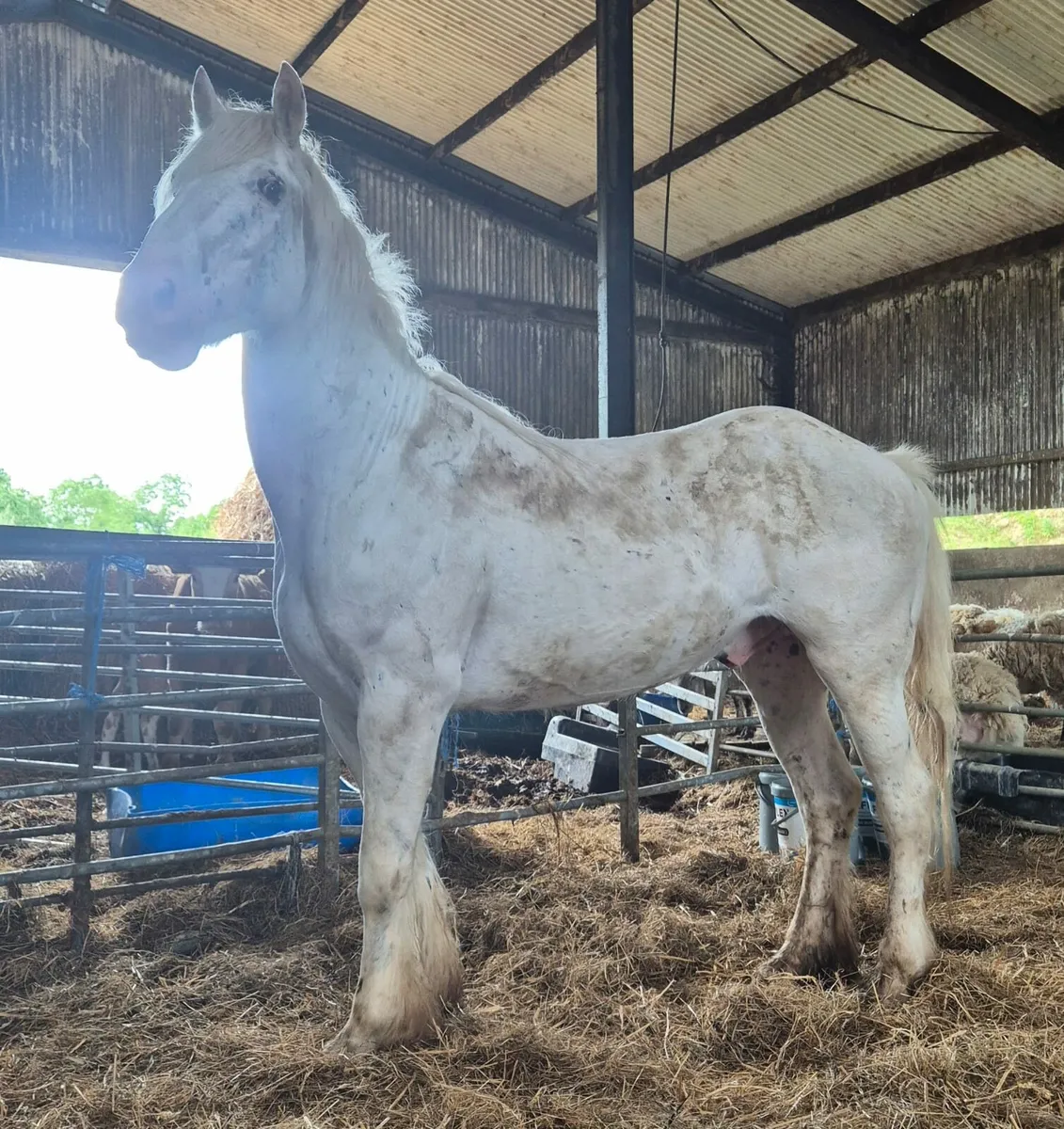 Appolussa gelding 4yo - Image 4