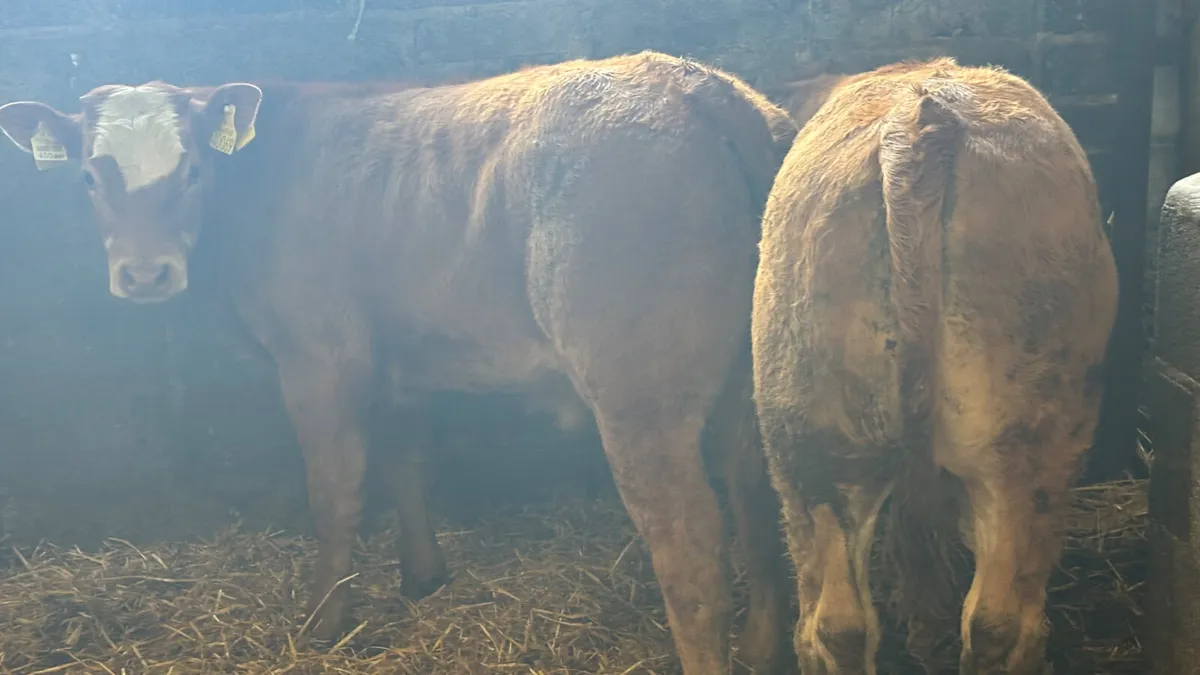 2 U Grade LM Bull Wealings - Image 2