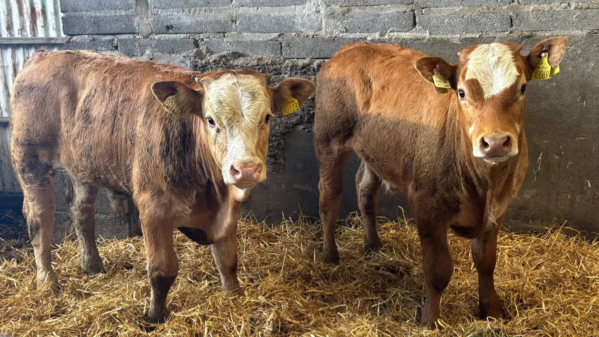 2 U Grade LM Bull Wealings - Image 3