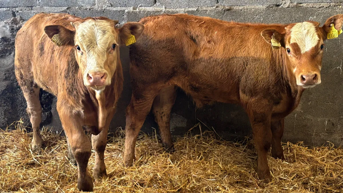 2 U Grade LM Bull Wealings - Image 1