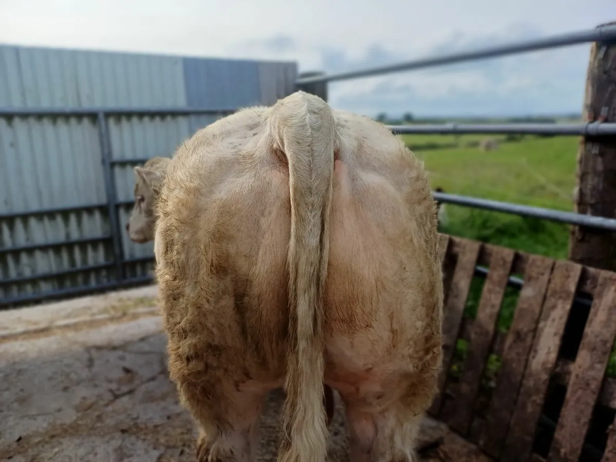 PBR Charolais  Bull - Image 2