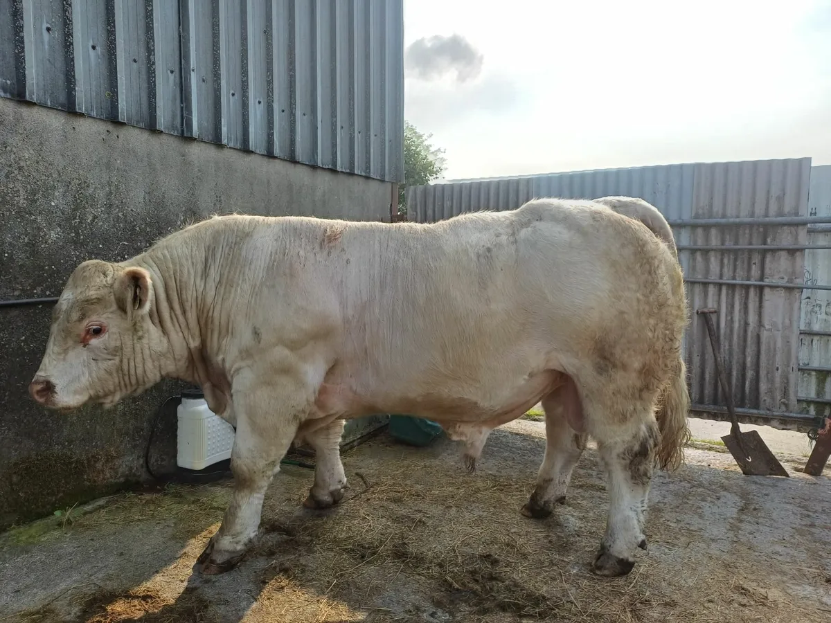 PBR Charolais  Bull - Image 3