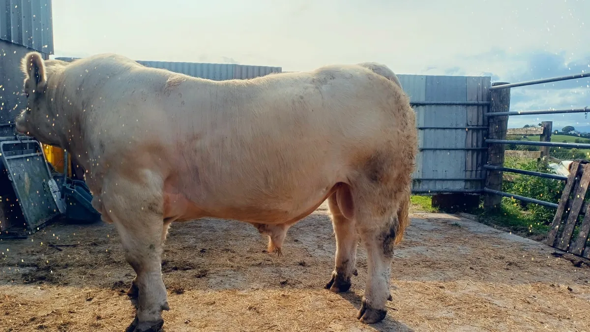 PBR Charolais  Bull - Image 4
