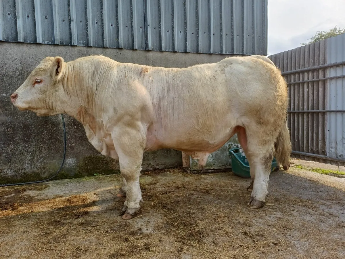PBR Charolais  Bull - Image 1