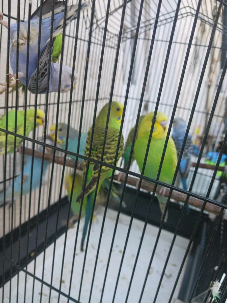 Budgies and redrumps. - Image 1