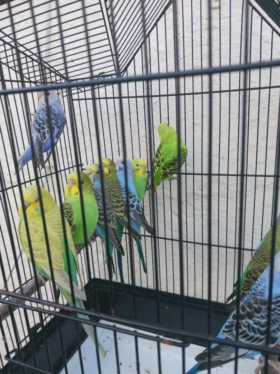 Budgies and redrumps. - Image 2