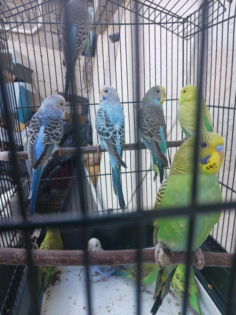 Budgies and redrumps. - Image 3