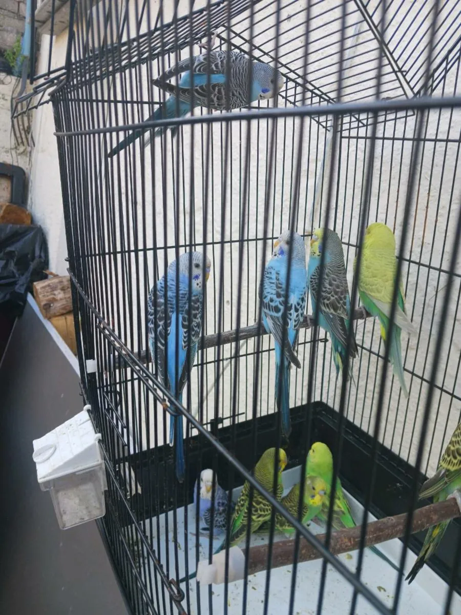 Budgies and redrumps. - Image 4