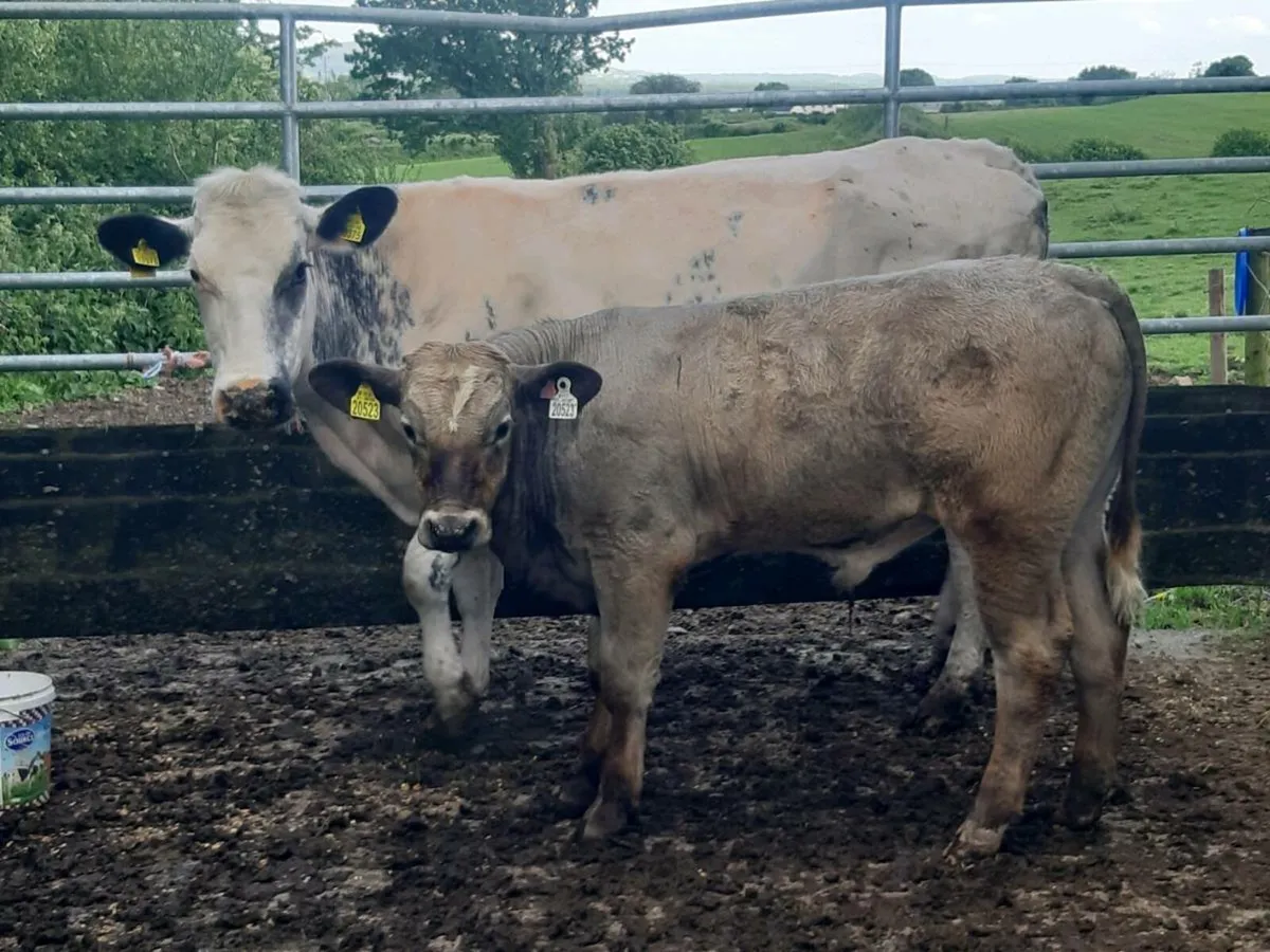 SUPER BB HEIFER WITH A U-GRADING CHAROLAIS BULL 5⭐ - Image 1