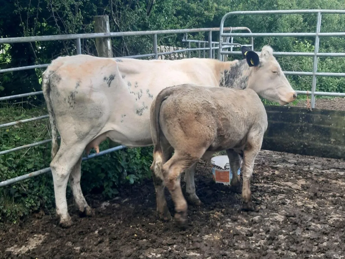 SUPER BB HEIFER WITH A U-GRADING CHAROLAIS BULL 5⭐ - Image 2