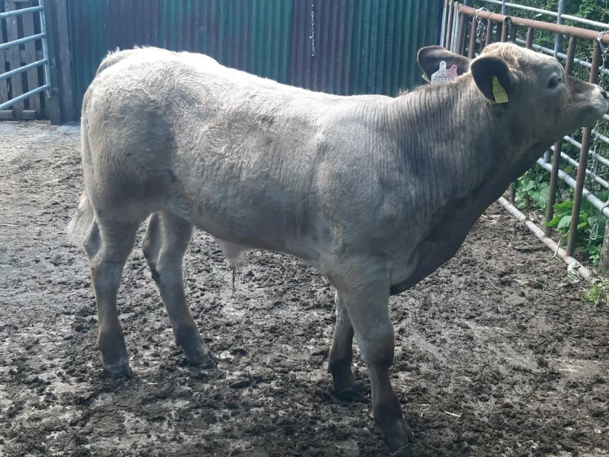 SUPER BB HEIFER WITH A U-GRADING CHAROLAIS BULL 5⭐ - Image 3