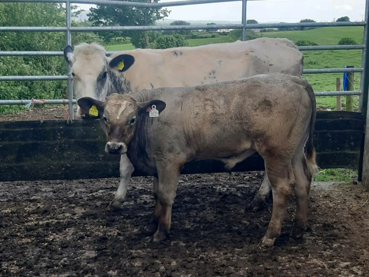 SUPER BB HEIFER WITH A U-GRADING CHAROLAIS BULL 5⭐ - Image 4