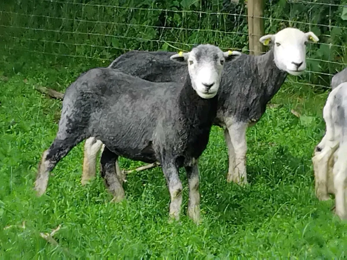 4 Herwick Ewe Hoggets - Image 2
