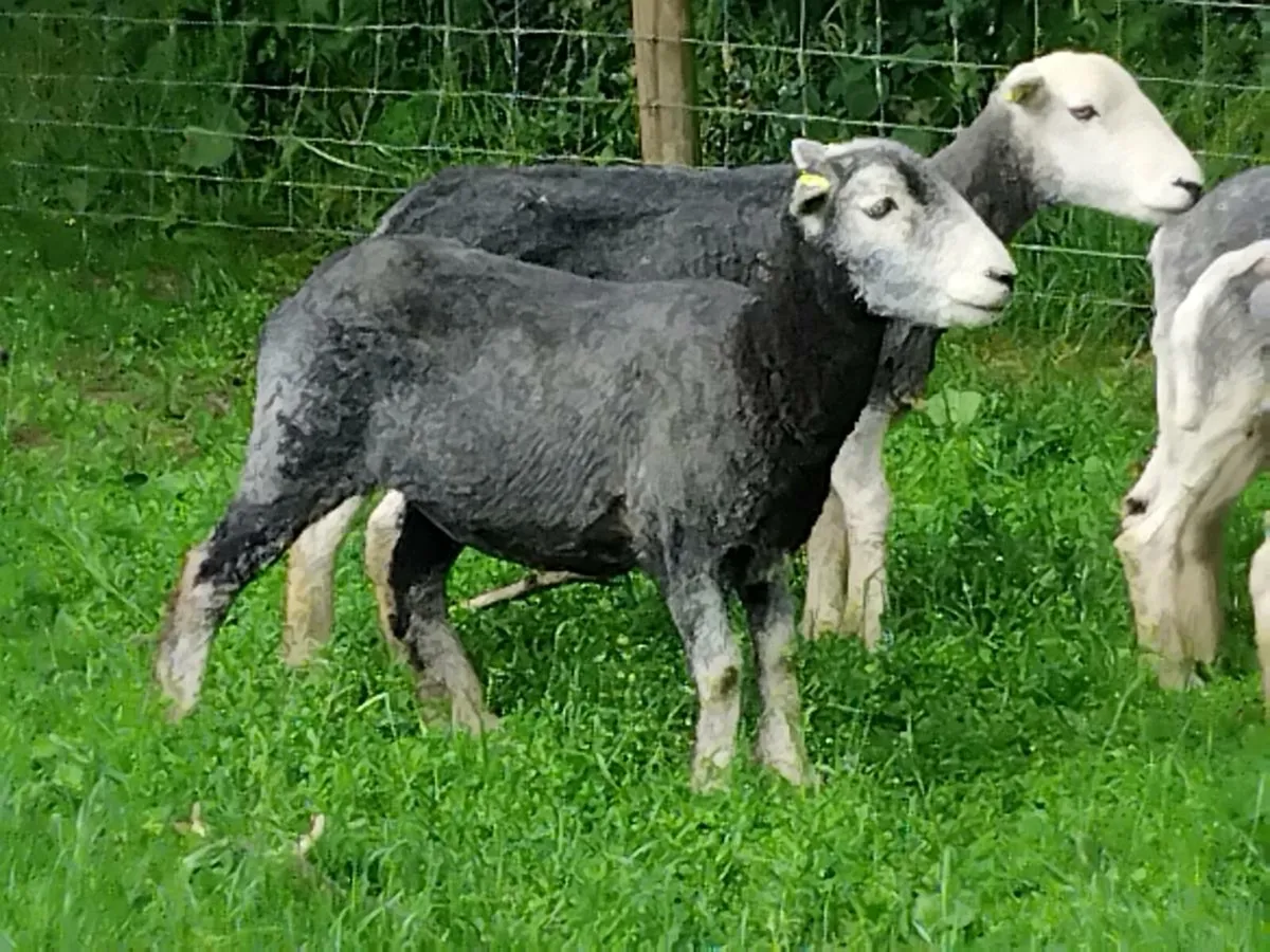 4 Herwick Ewe Hoggets - Image 3