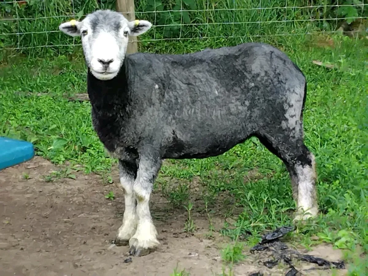 4 Herwick Ewe Hoggets - Image 4