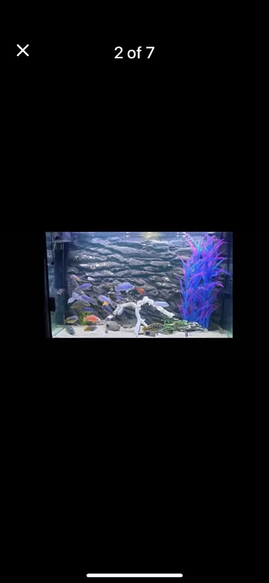 Fish tank - Image 1