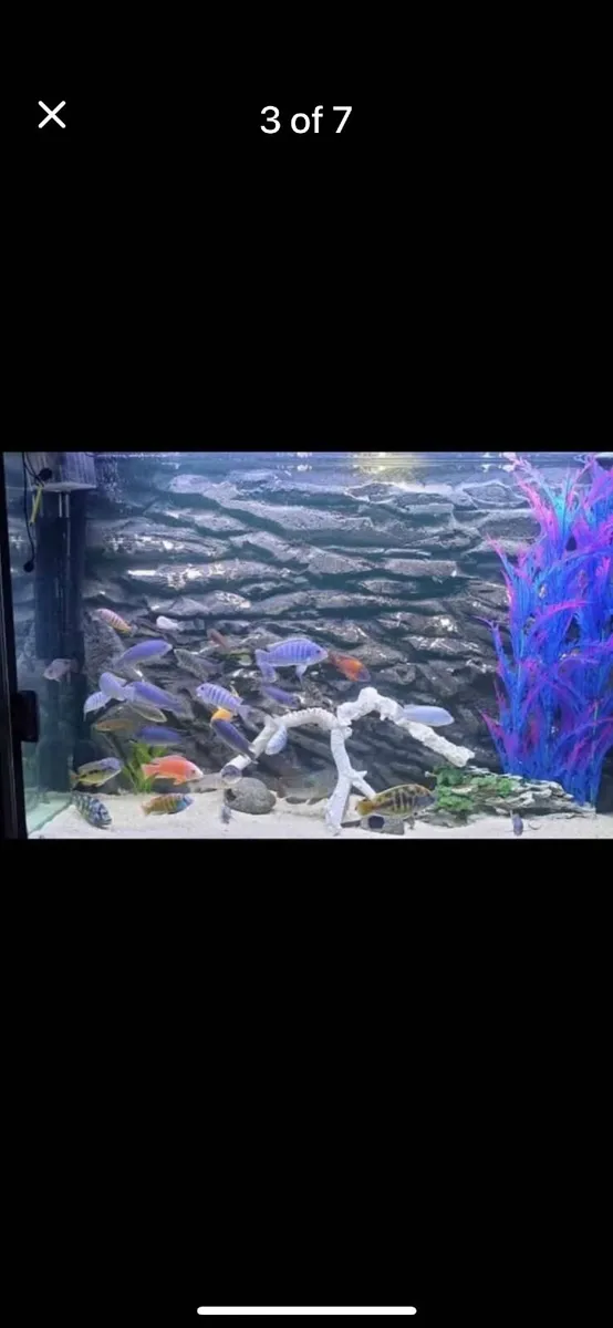 Fish tank - Image 2