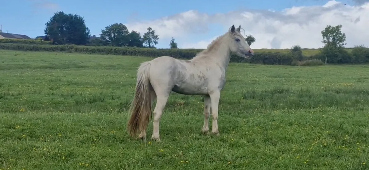 Selection of horses - Image 1