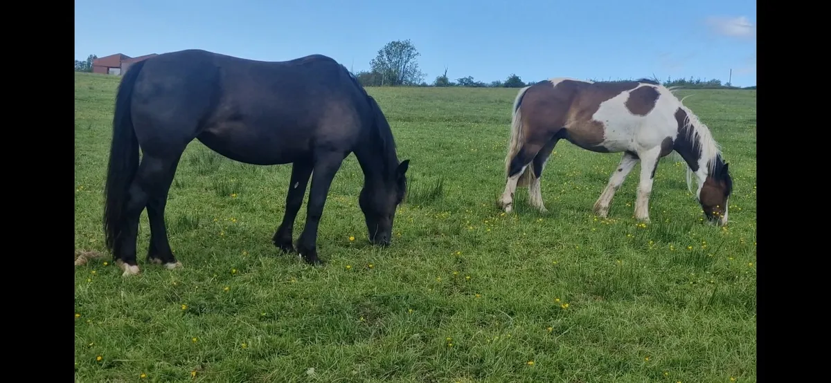 Selection of horses - Image 2