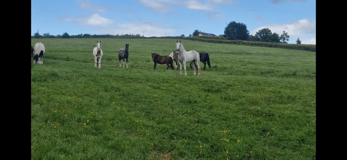 Selection of horses - Image 3