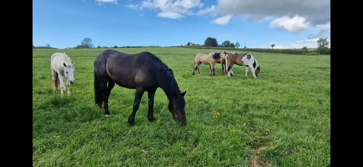 Selection of horses - Image 4
