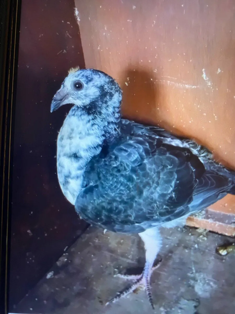 Pigeons - Image 1