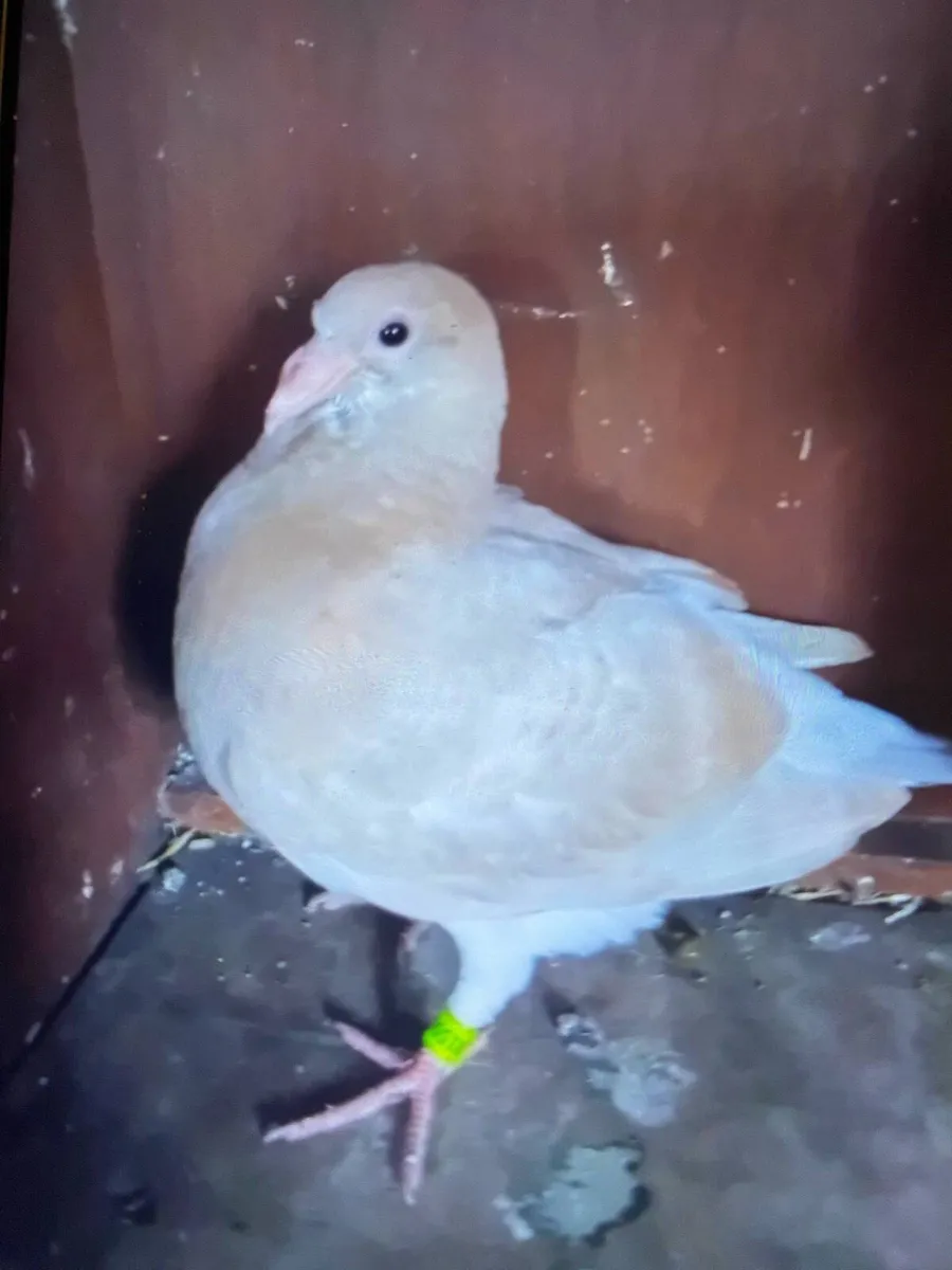 Pigeons - Image 2
