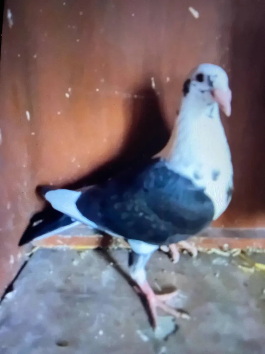 Pigeons - Image 3