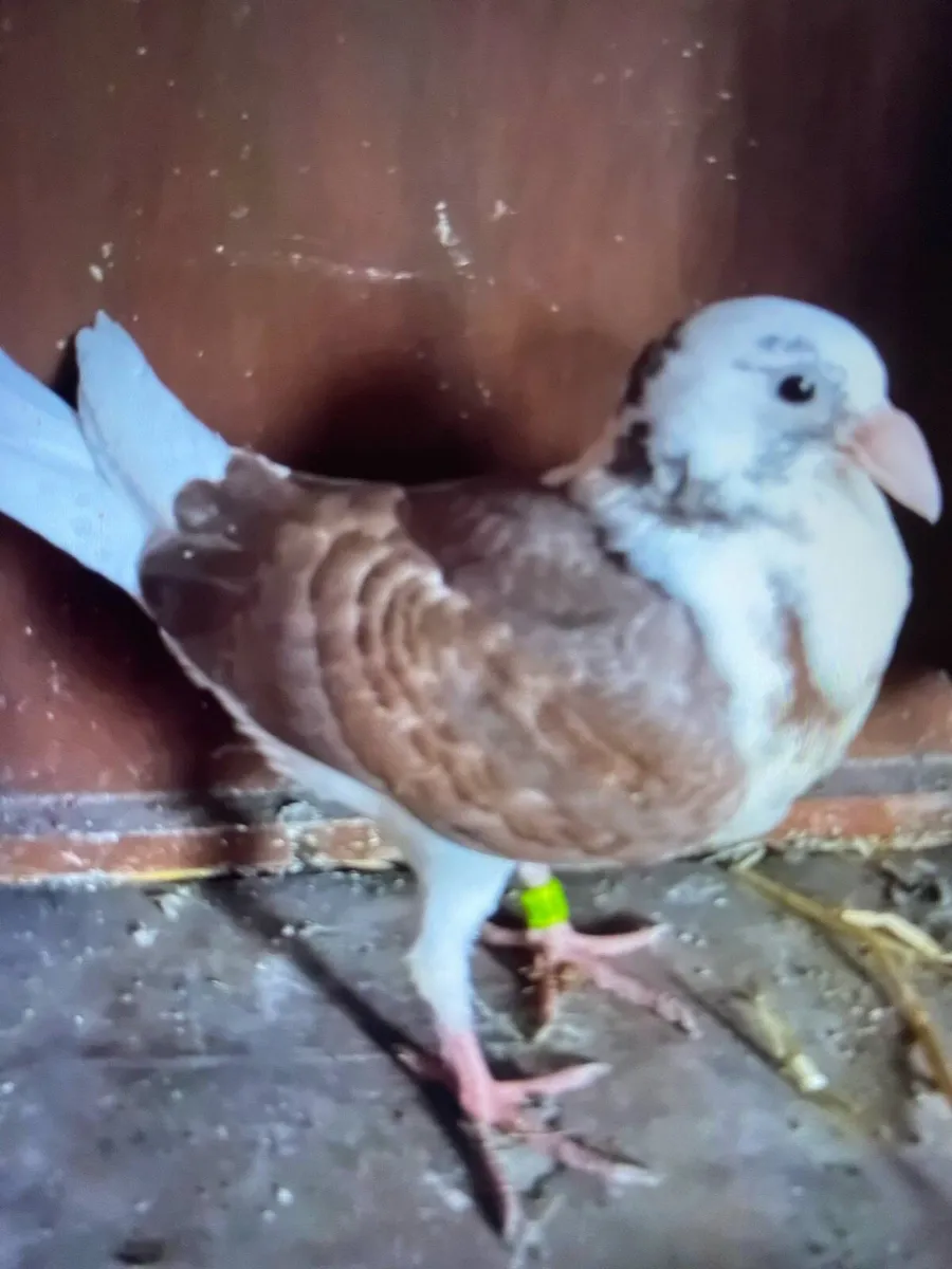 Pigeons - Image 4