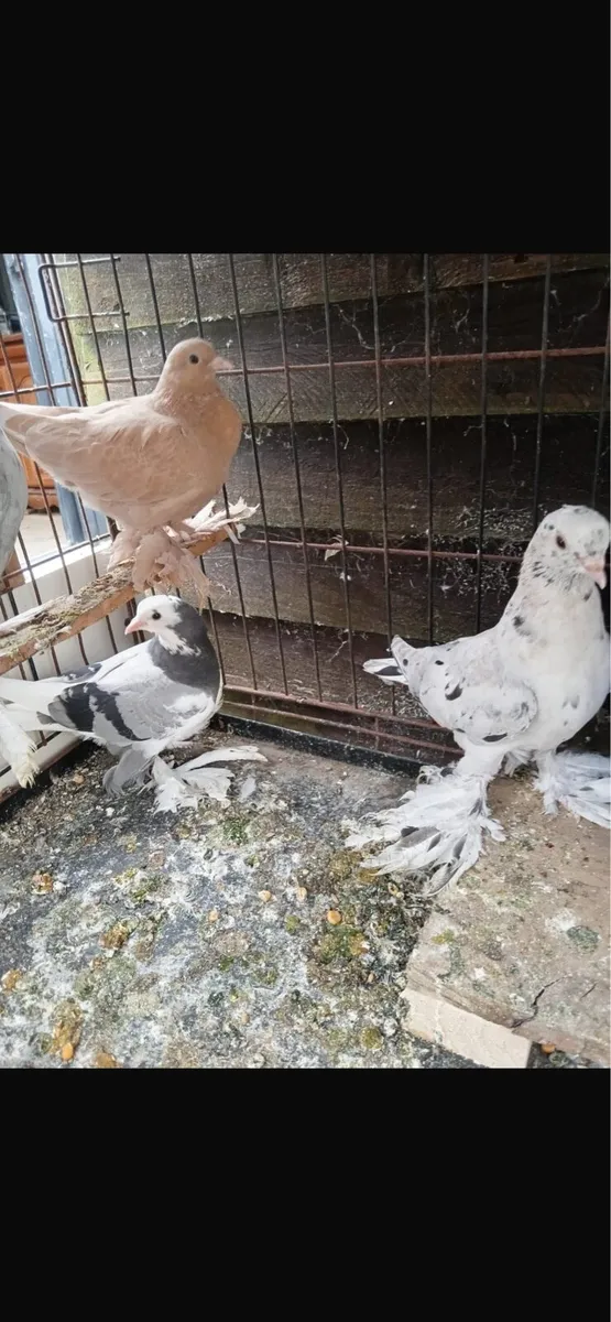 Tumblers pigeons - Image 1