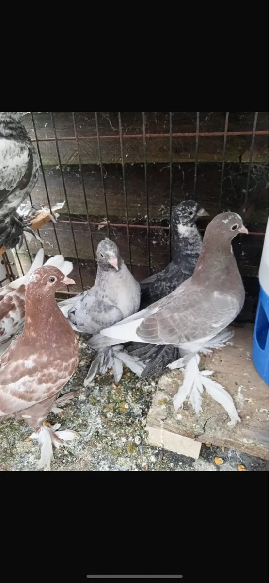 Tumblers pigeons - Image 2