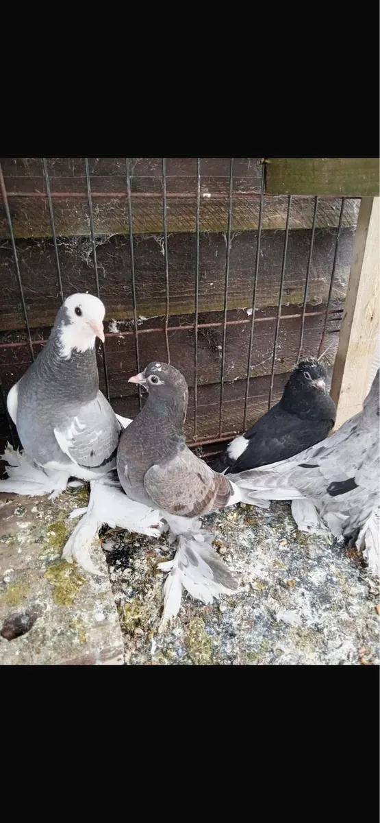 Tumblers pigeons - Image 3