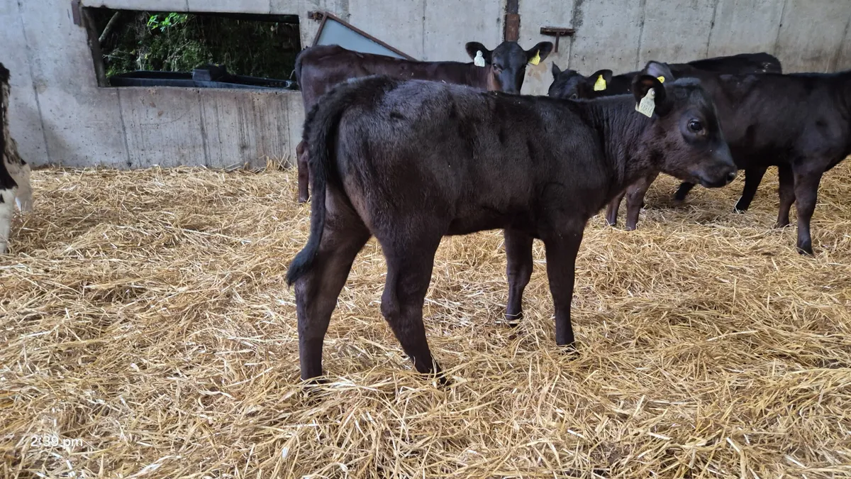 22 STARTER HEIFERS READY 4 GRASS 🌱 - Image 3