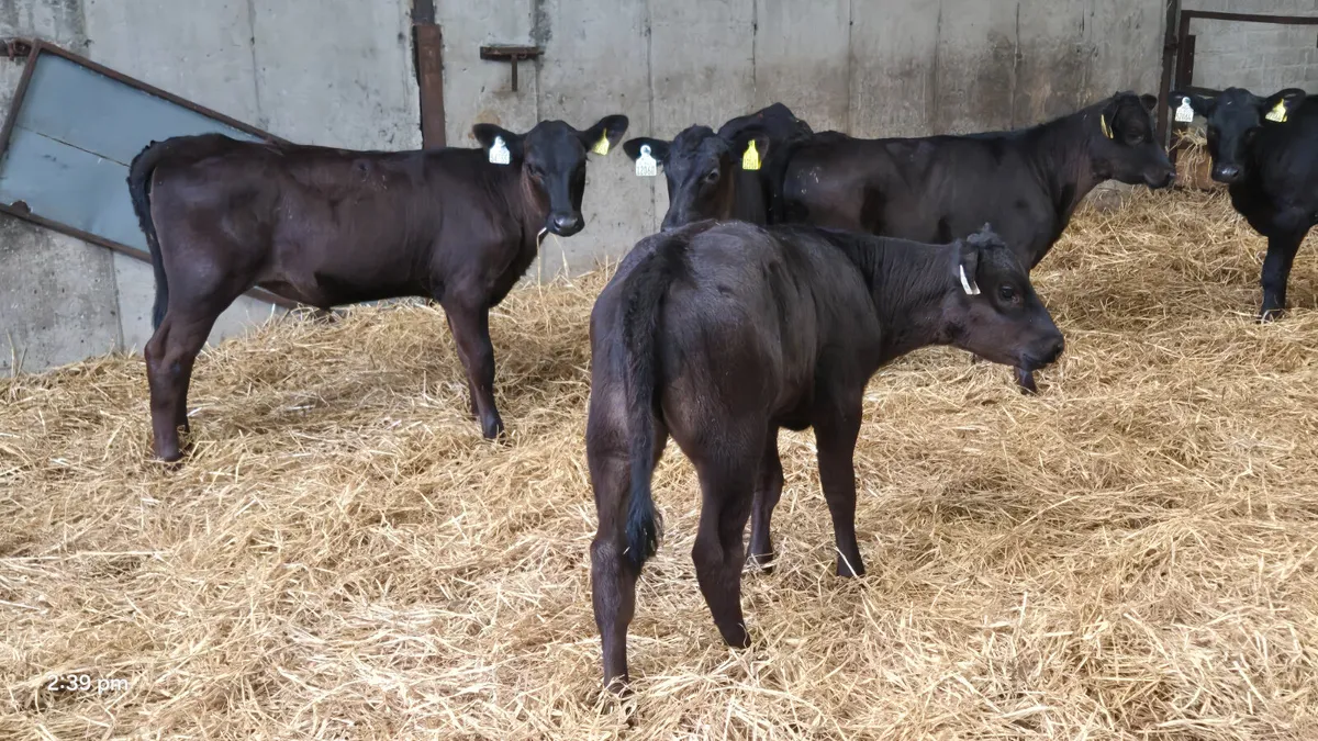 22 STARTER HEIFERS READY 4 GRASS 🌱 - Image 4