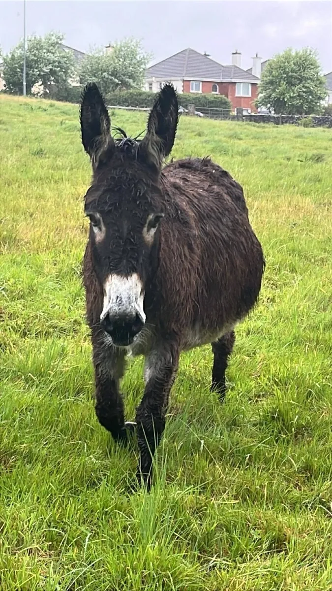 Mare Donkey - Image 2