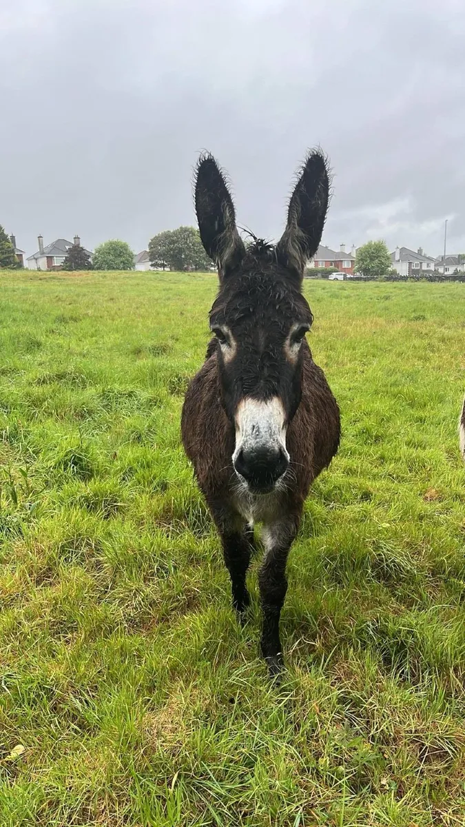 Mare Donkey - Image 1